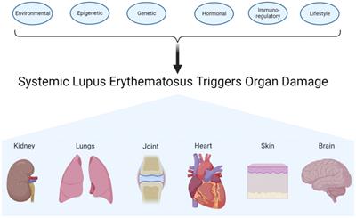 A double-edged sword: interactions of CX3CL1/CX3CR1 and gut microbiota in systemic lupus erythematosus